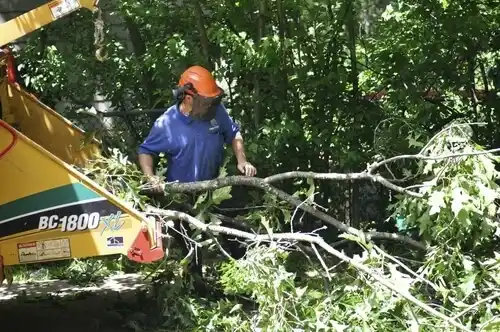 tree services North Haverhill